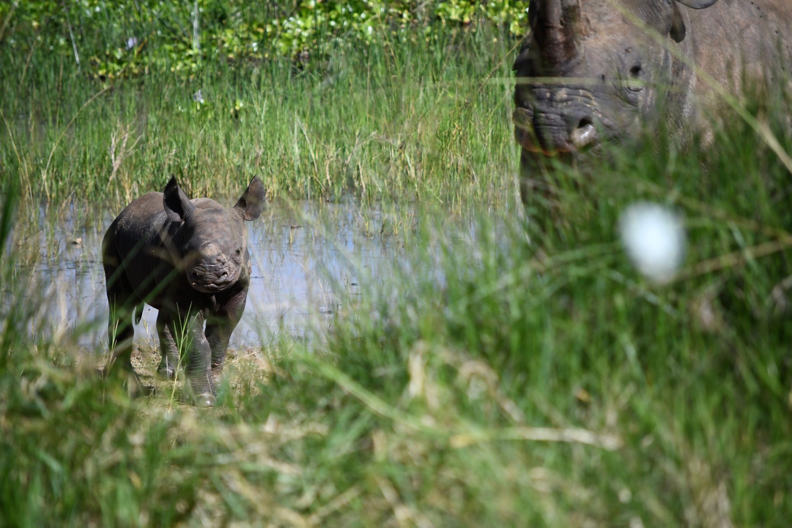 Black Rhino calf born to parents who were bred in captivity