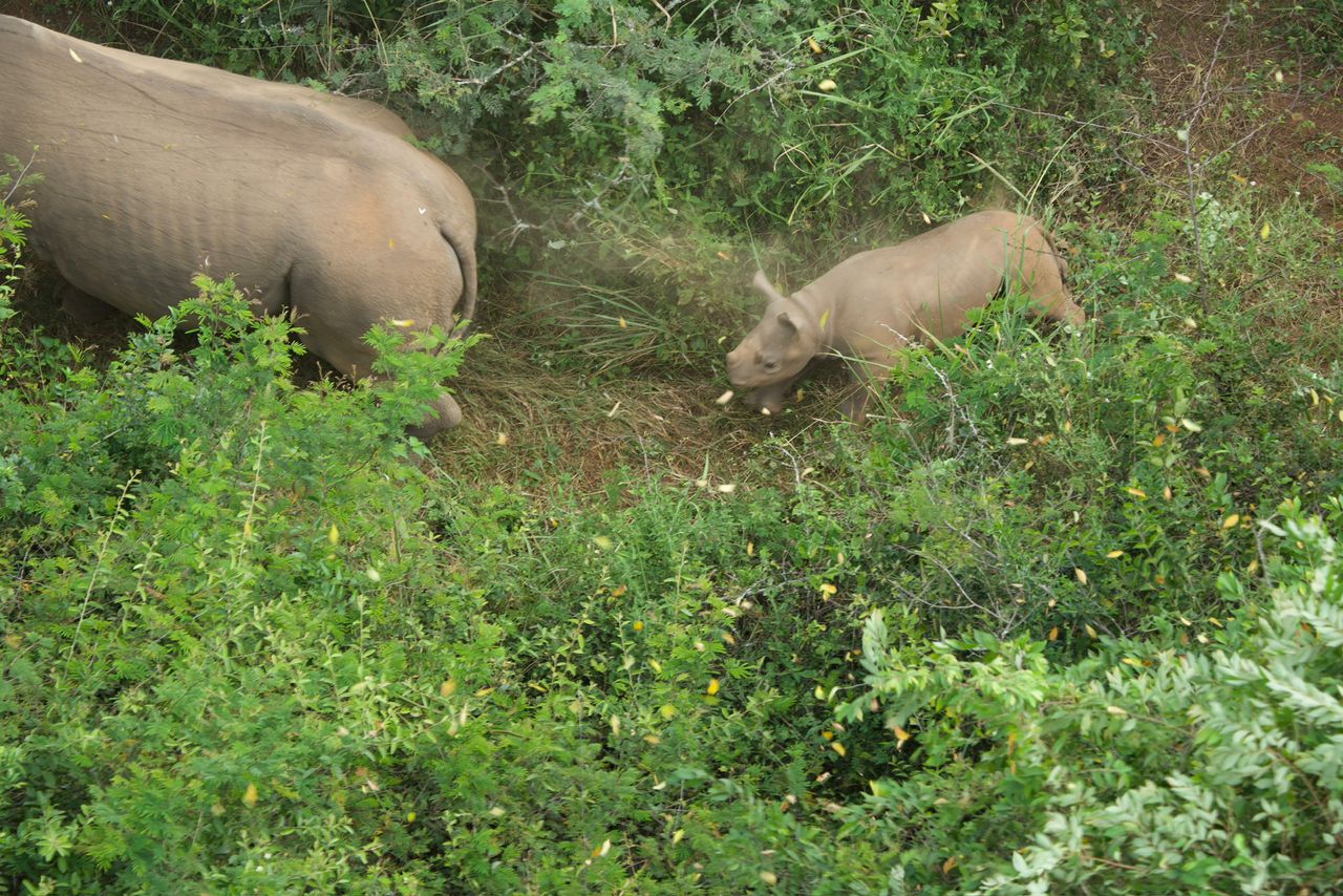 Very good Black Rhino news from Rwanda